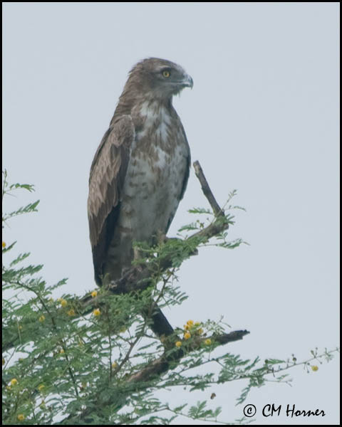5838 Short-toed Eagle