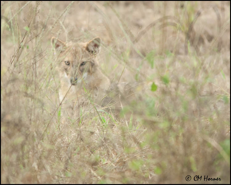 5847 Golden Jackal.jpg