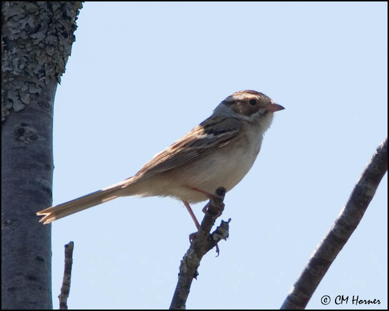 1069 Clay-colored Sparrow.jpg