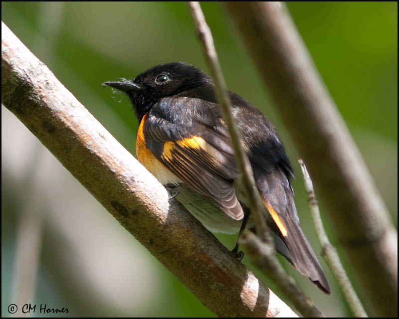 1085 American Redstart male.jpg