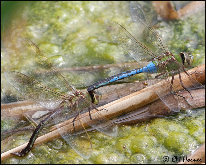 1204 Common Green Darner pair.jpg