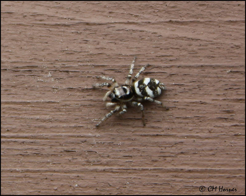 1255 Zebra Jumping Spider.jpg