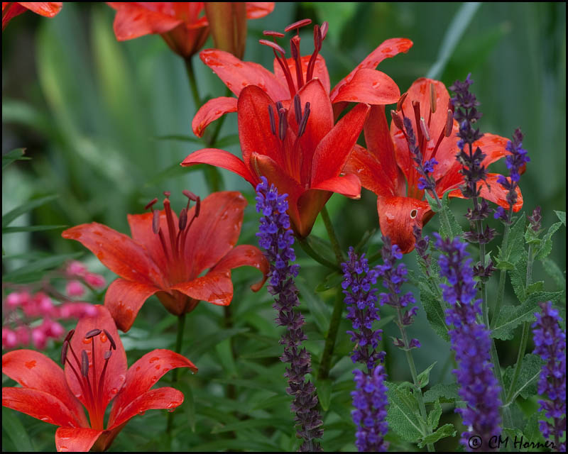 1330 Lilies and Salvia