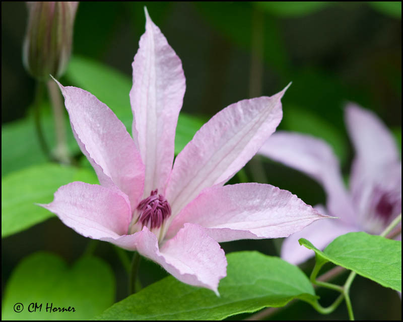 1364 Pink Clematis.jpg