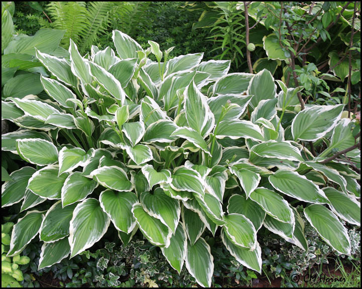 1377 Hosta.jpg