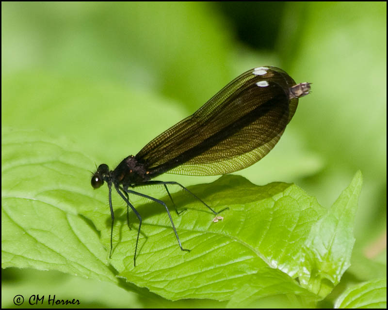 1445 Ebony Jewelwing female.jpg