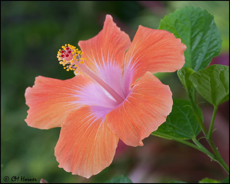 4753 Hibiscus.jpg