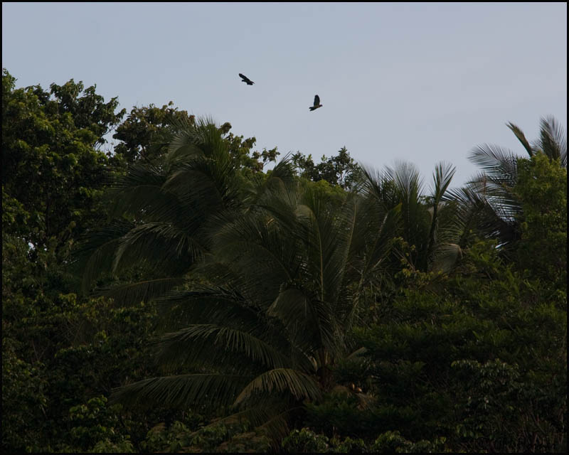 4809 St. Lucia Parrots.jpg