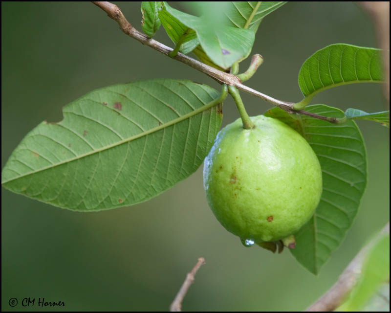 4839 Guava.jpg