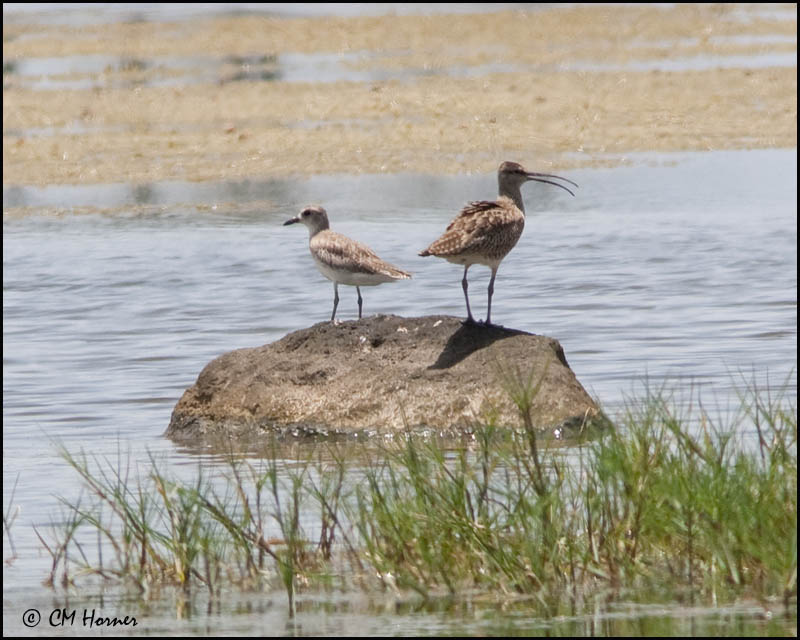 4913 Black-bellied Plover and Whimbrel.jpg