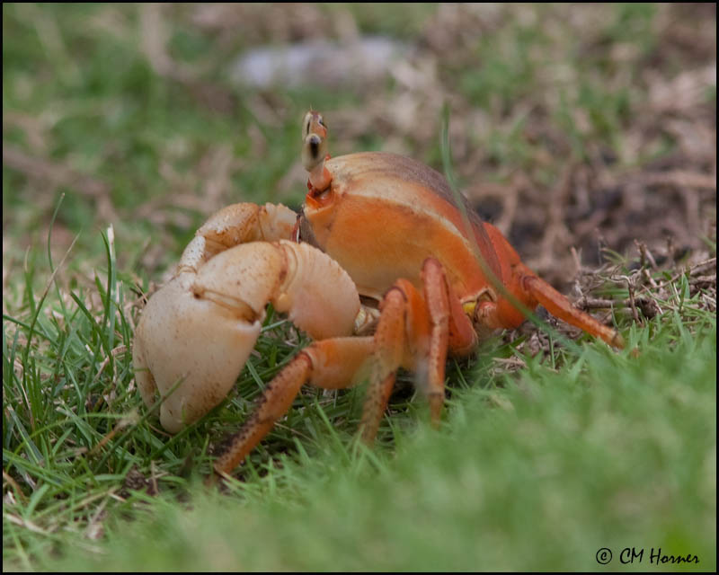 4964 Land Crab sp.jpg