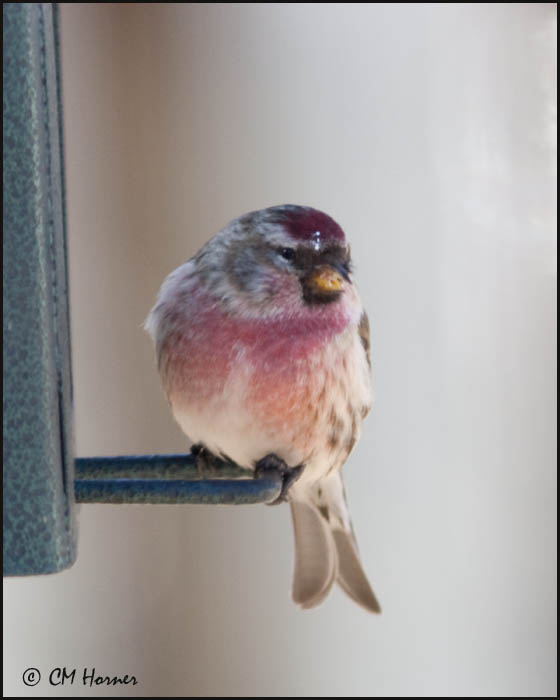 4085 Common Redpoll.jpg