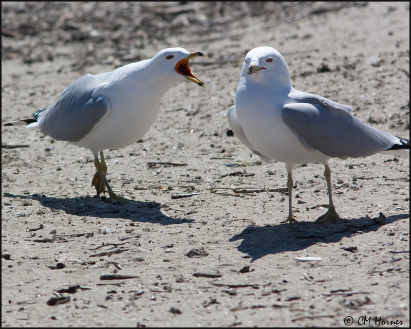 4221 Ring-billed Gulls.jpg