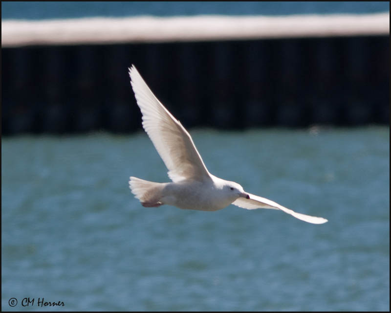 4246 Glaucous Gull imm.jpg