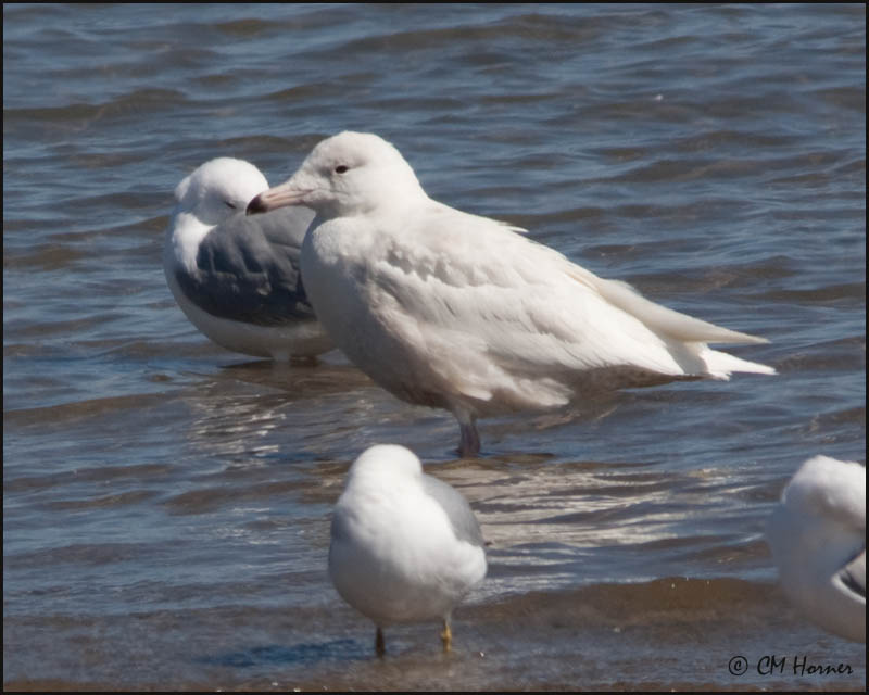 4293 Glaucous Gull imm.jpg