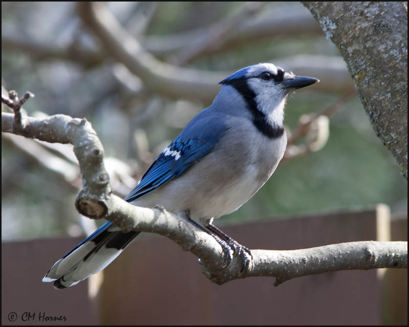 4551 Blue Jay.jpg