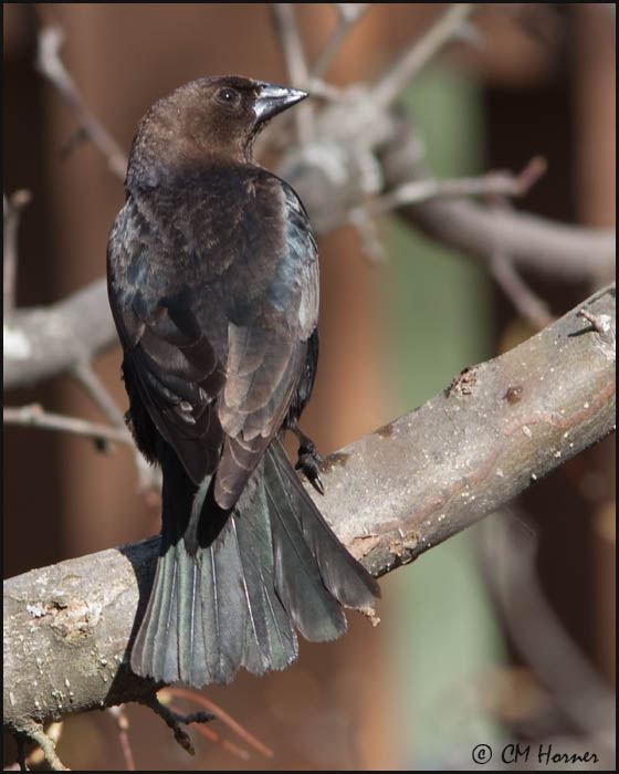 4573 Brown-headed Cowbird male.jpg