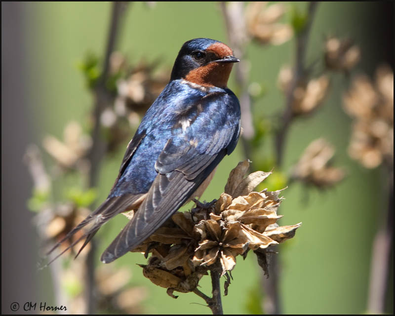 5160 Barn Swallow.jpg