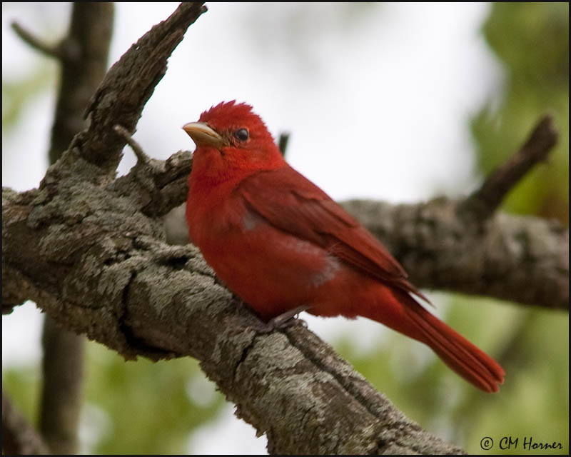 5330 Summer Tanager.jpg