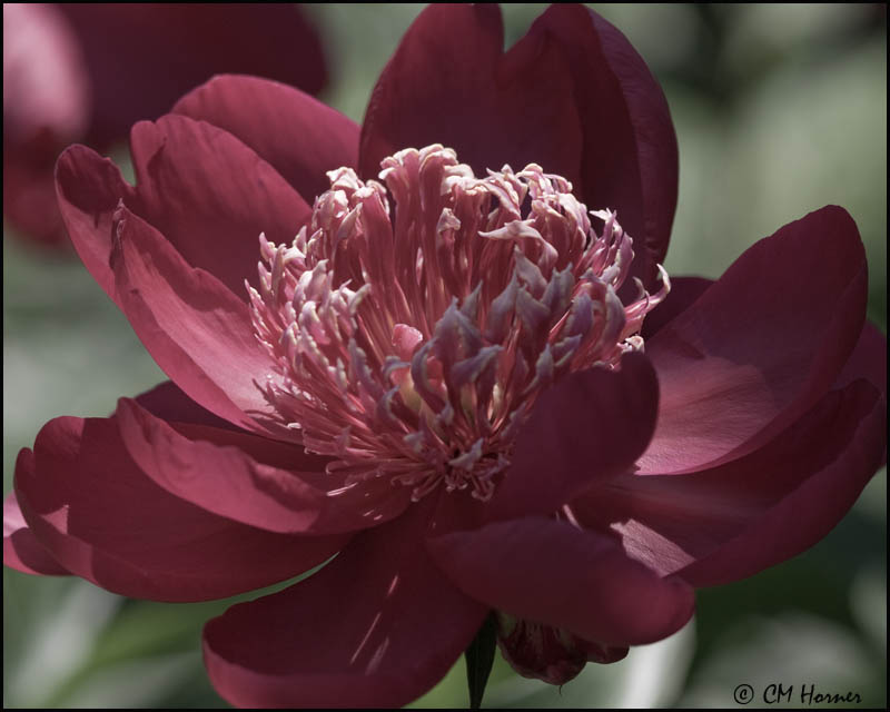 5374 Peony desaturated.jpg