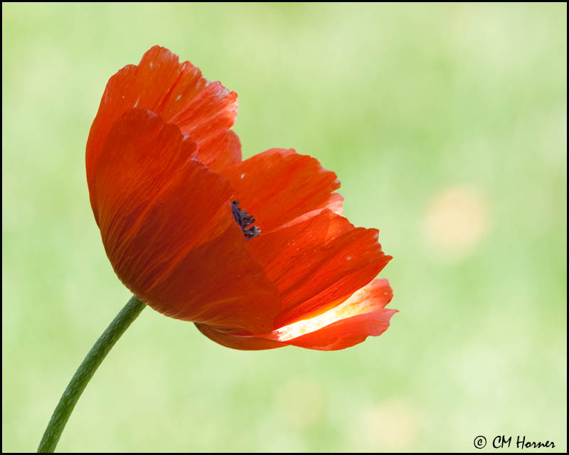 5411 Poppy.jpg