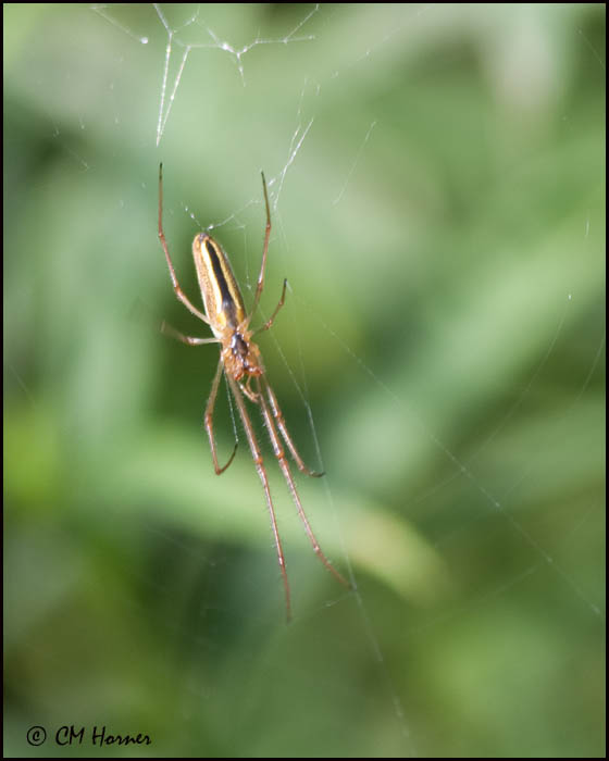 5693 Spider id.jpg