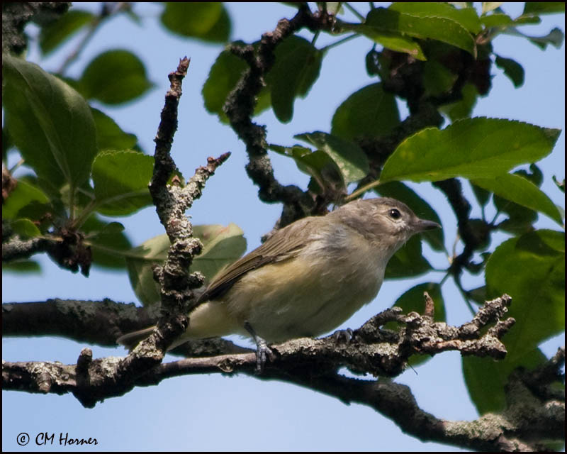 5698 Warbling Vireo.jpg