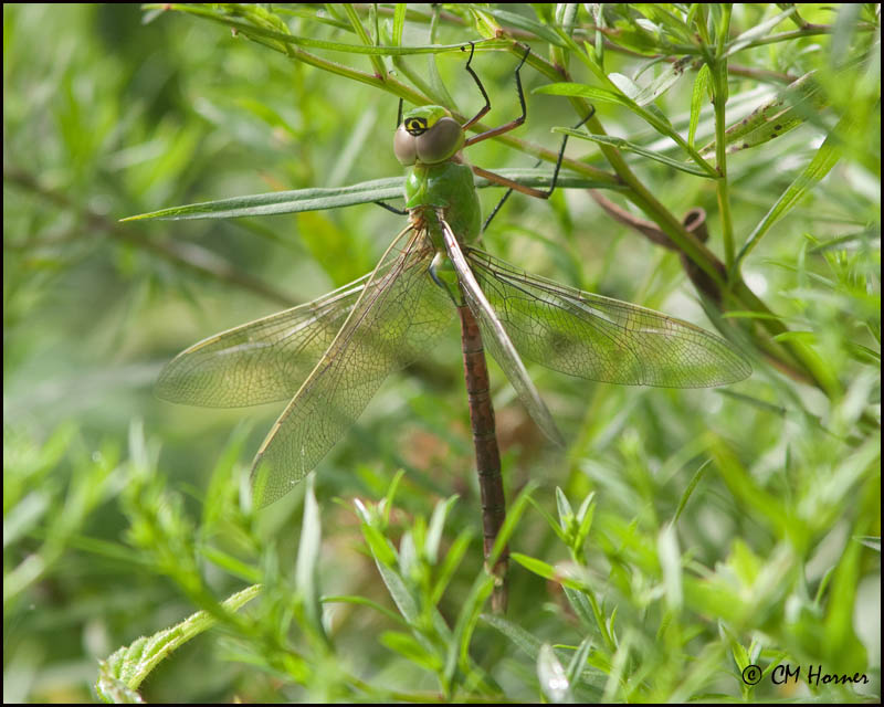 5756 Common Green Darner.jpg