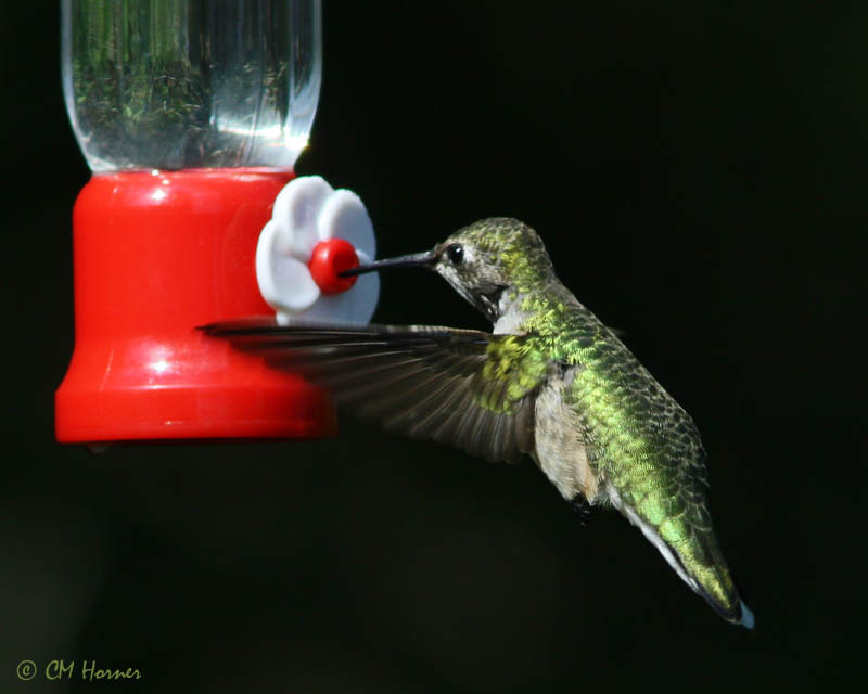 5796 Ruby-throated Hummingbird.jpg