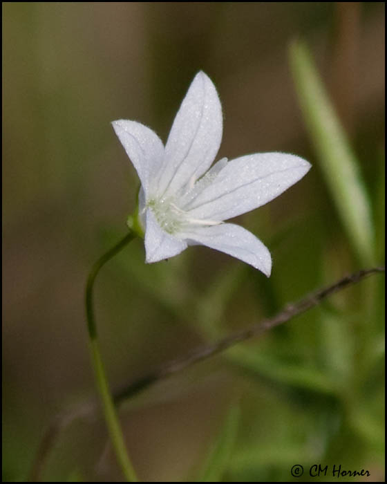 5889 Marsh  or Bedstraw Bellflower.jpg