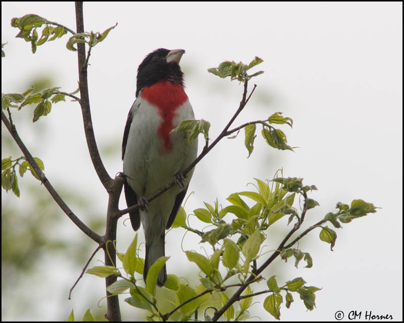 7477 Rose-breasted Grosbeak male.jpg