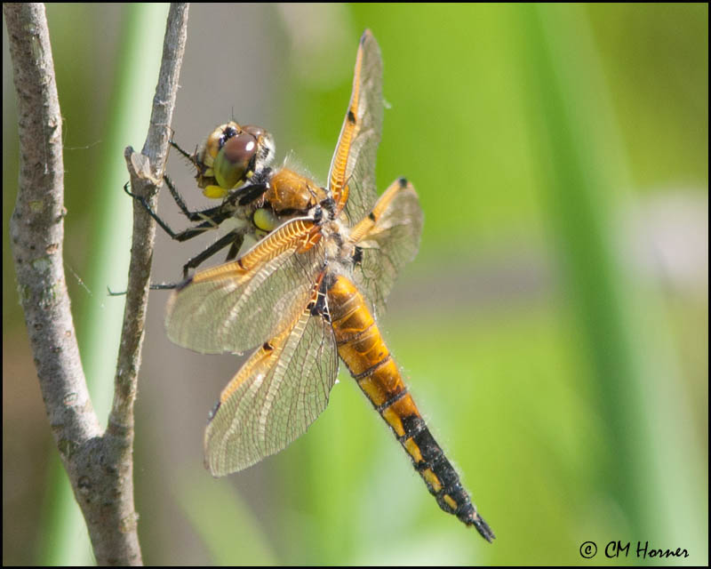 7552 Four-spotted Skimmer.jpg