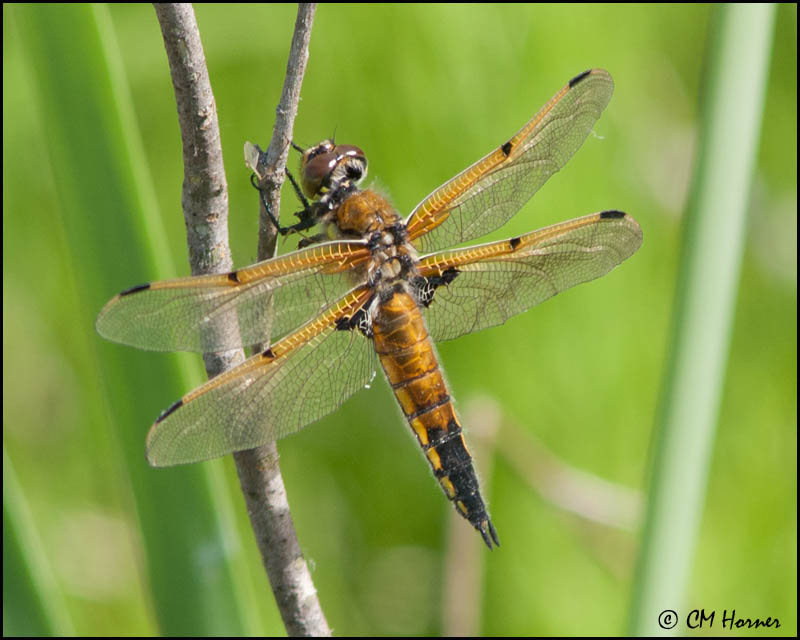 7557 Four-spotted Skimmer.jpg