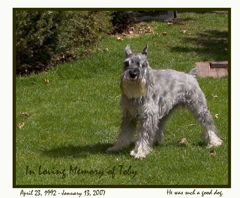 2104 Toby in memory.jpg