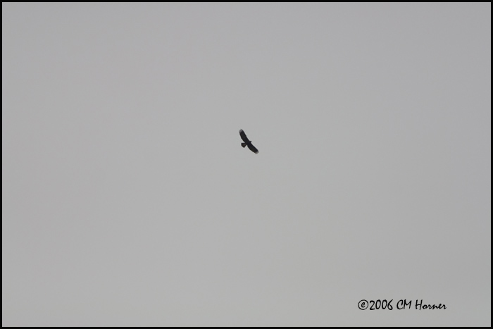 5111 Golden Eagle.jpg