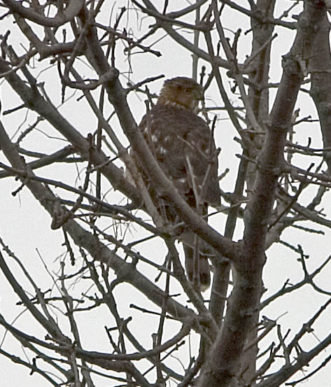 5158 Coopers Hawk immature.jpg