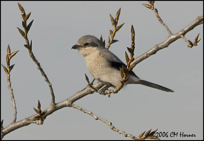 5213 Northern Shrike 1st winter.jpg