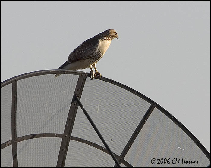 5255 Red-tailed Hawk.jpg