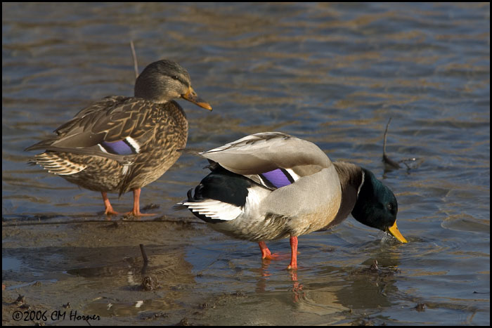 5271 Mallard pair.jpg