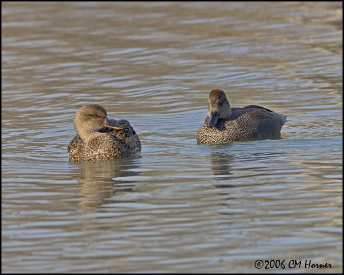 5279 Gadwall pair.jpg