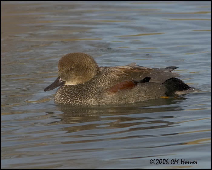 5282 Gadwall drake.jpg