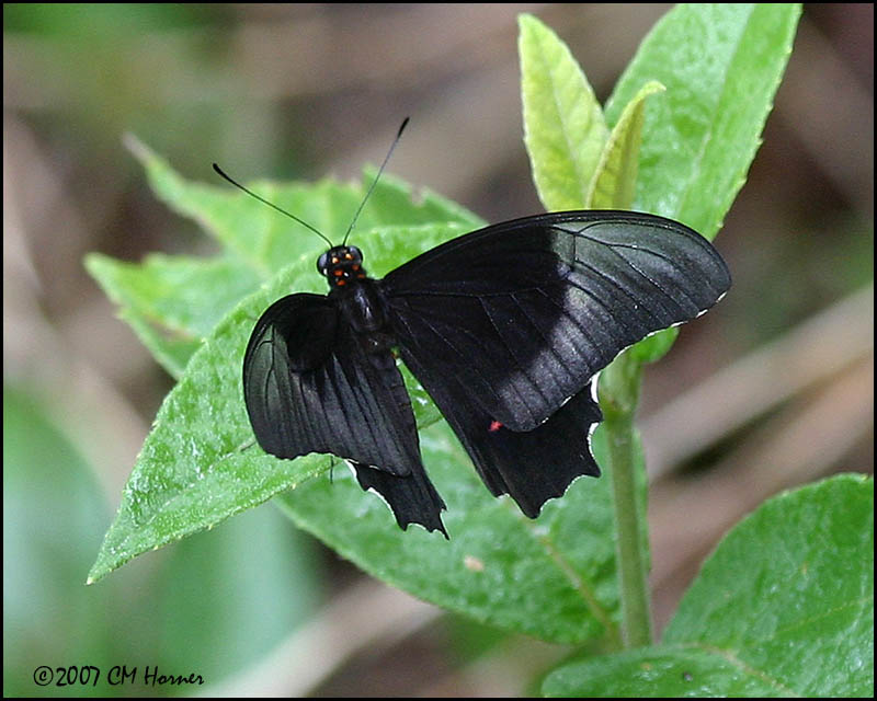 5929 Butterfly id.jpg