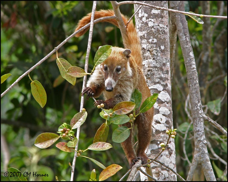 6069 Coatimundi.jpg
