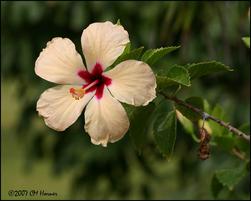 6090 Hibiscus.jpg