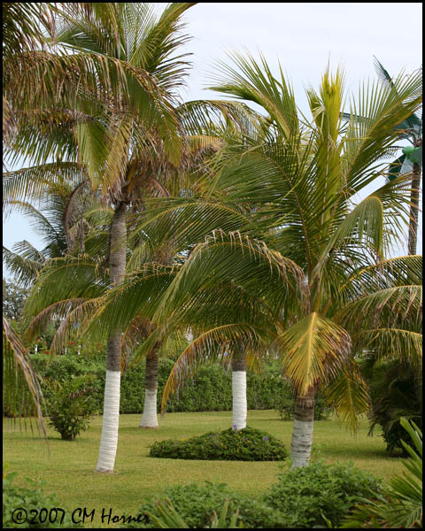 6120 Palms at Park Royal Cancun.jpg