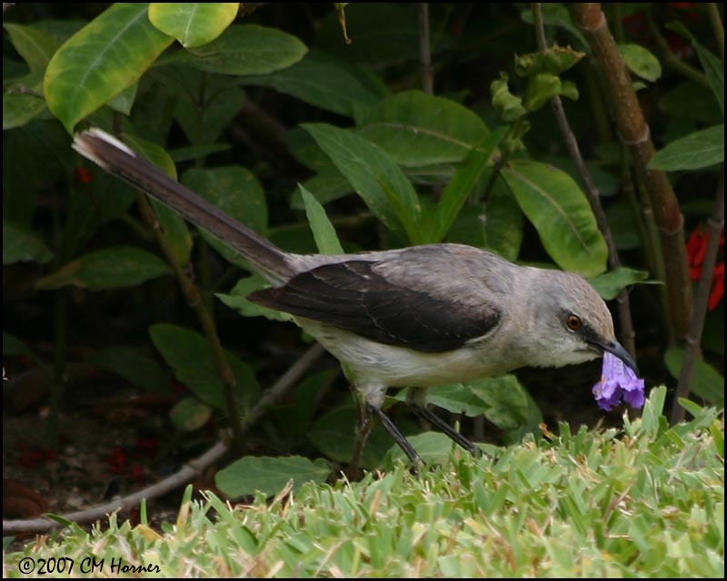 6127 Tropical Mockingbird.jpg