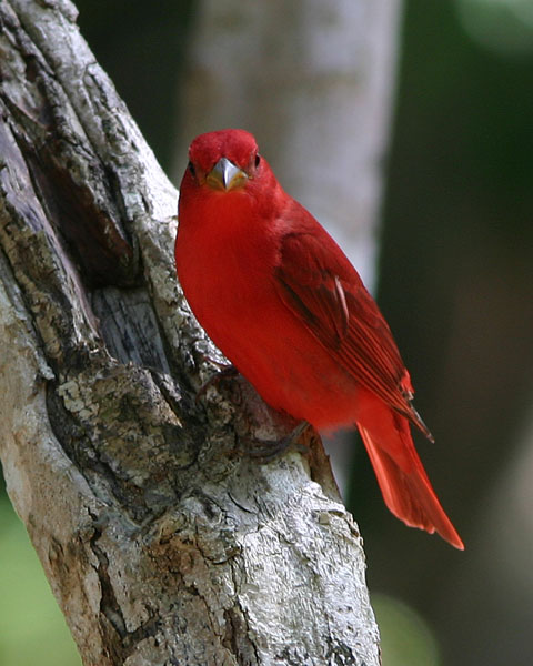 6238 Summer Tanager.jpg