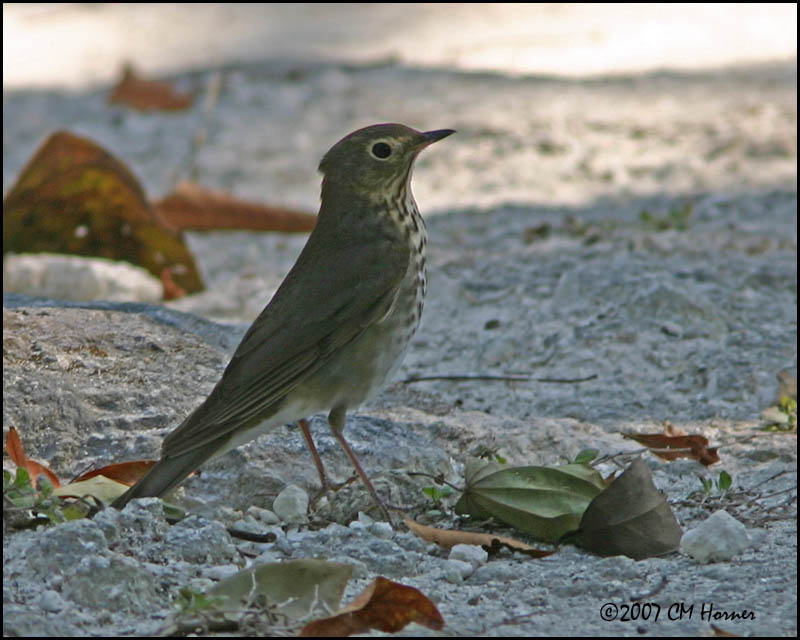 6278 Swainsons Thrush.jpg
