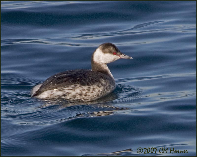 5501 Horned Grebe basic plumage