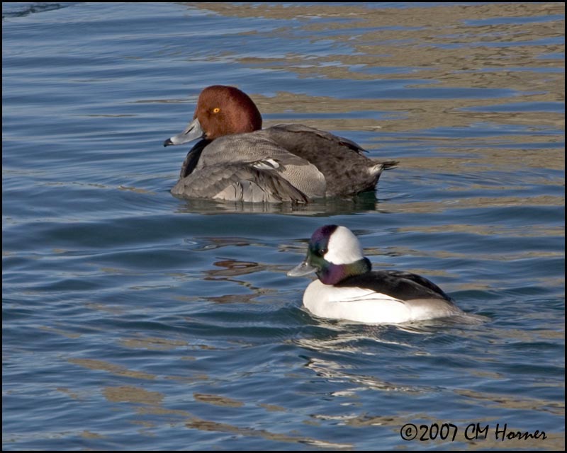5512 Redhead and Bufflehead drakes.jpg